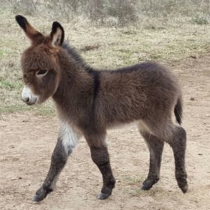 Meet your Posher, Dean